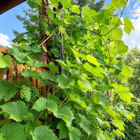 Dom Nad Jeziorem 9 Na 2 Mazury Kownatki